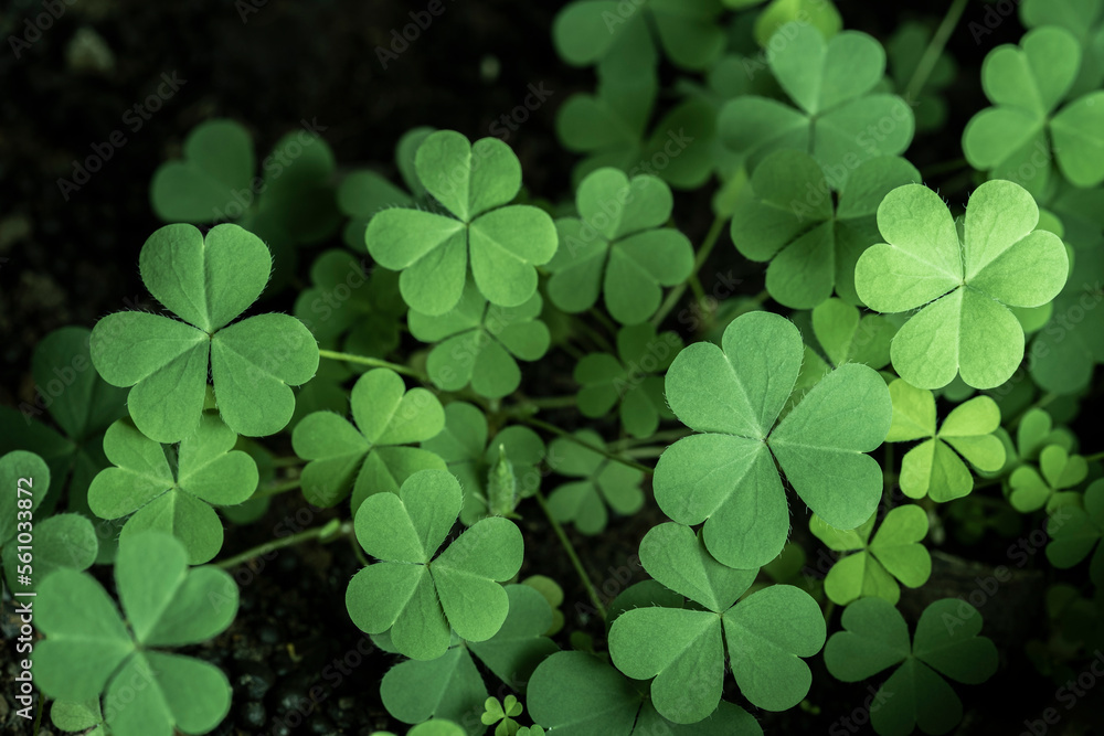 Green background with three-leaved shamrocks, Lucky Irish Four Leaf Clover in the Field for St. Patricks Day holiday symbol. with three-leaved shamrocks, St. Patrick's day holiday symbol, earth day.. Green background with three-leaved shamrocks, Lucky Irish Four Leaf Clover in the Field for St. Patricks Day holiday symbol. with three-leaved shamrocks, St. Patrick's day holiday symbol, earth day..