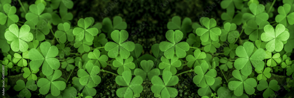 Green background with three-leaved shamrocks, Lucky Irish Four Leaf Clover in the Field for St. Patricks Day holiday symbol. with three-leaved shamrocks, St. Patrick's day holiday symbol, earth day.. Green background with three-leaved shamrocks, Lucky Irish Four Leaf Clover in the Field for St. Patricks Day holiday symbol. with three-leaved shamrocks, St. Patrick's day holiday symbol, earth day..