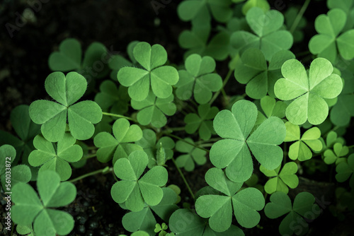Green background with three-leaved shamrocks, Lucky Irish Four Leaf Clover in the Field for St. Patricks Day holiday symbol. with three-leaved shamrocks, St. Patrick's day holiday symbol, earth day..