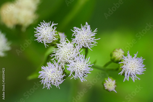 Praxelis is a genus of flowering plants in the Eupatorieae family in the Asteraceae family