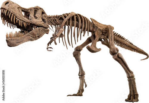 Tyrannosaurus Rex skeleton photo