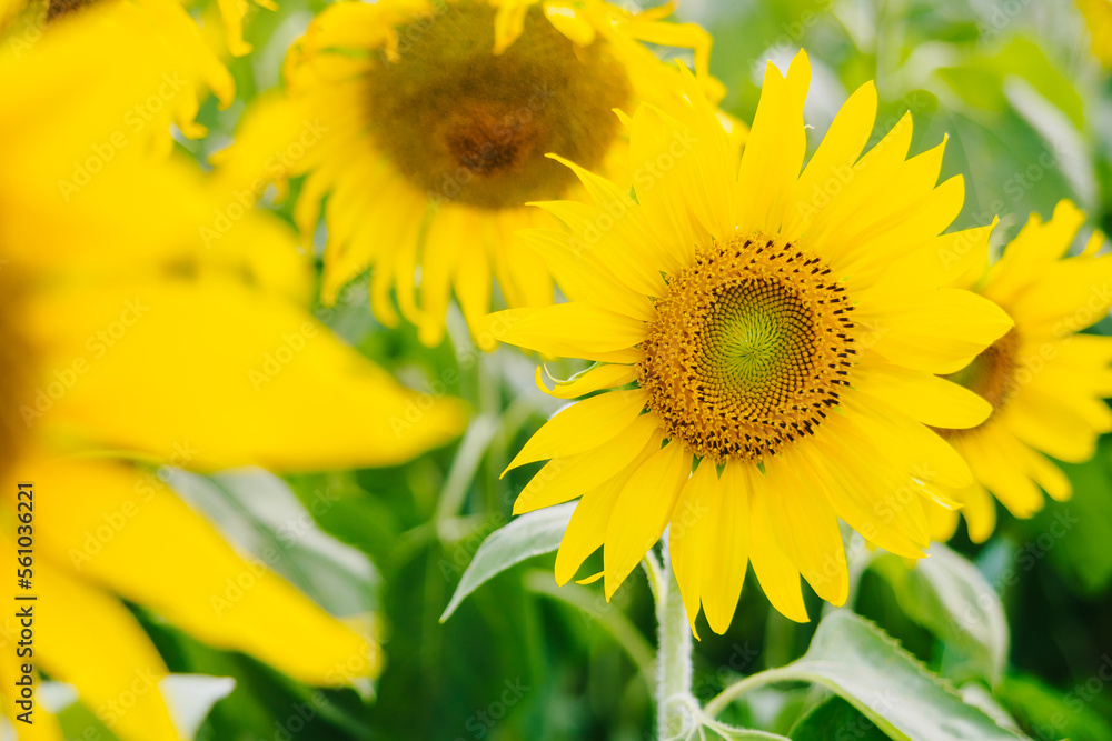 Sunflower in the abundance field with blur background Sunflower in the abundance field with blur background