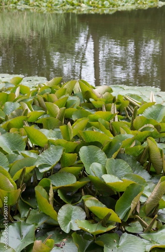 Seerosen auf einem Teich