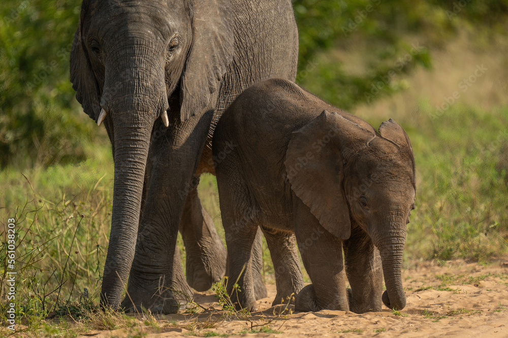 Fototapeta premium Baby African bush elephant kneeling by mother
