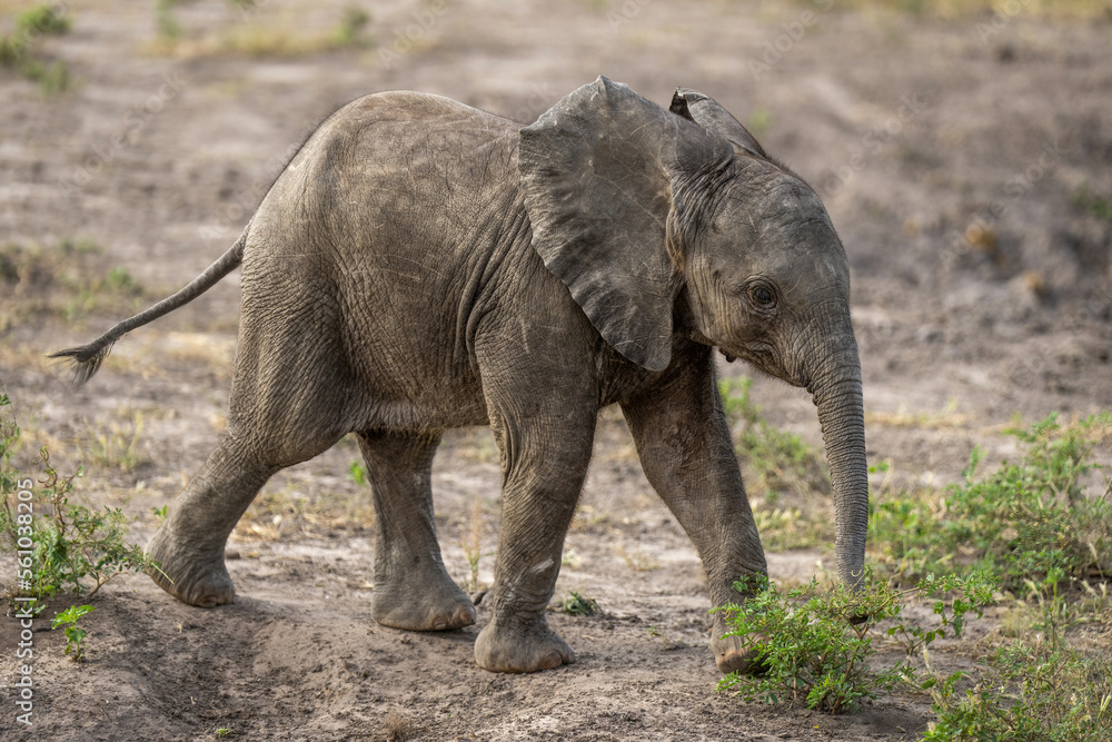 Baby African bush elephant crosses bare ground