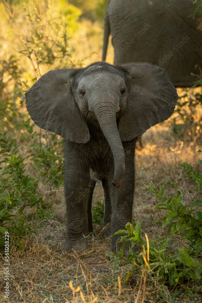 Baby African bush elephant stands lifting head