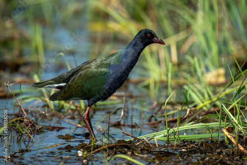 Allen gallinule wades through shallows in profile © Nick Dale