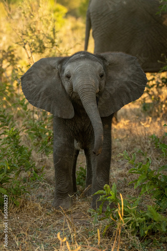 Baby African bush elephant stands lifting head © Nick Dale