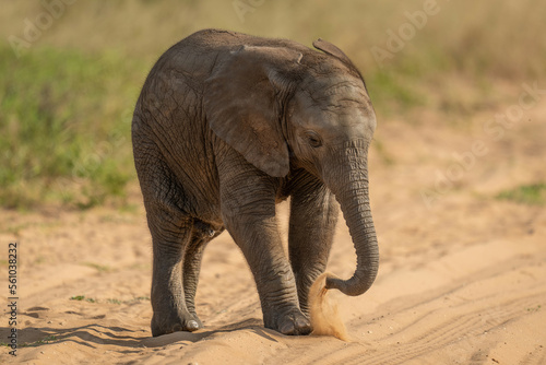 Baby African bush elephant stands raising sand