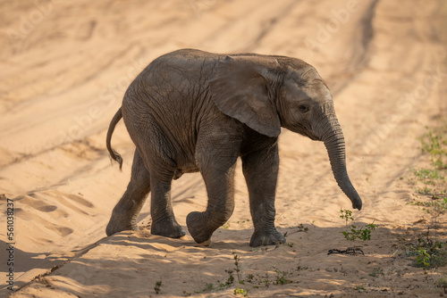Baby African elephant crosses track watching camera