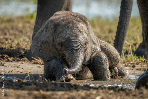 Baby African elephant lies in muddy pool