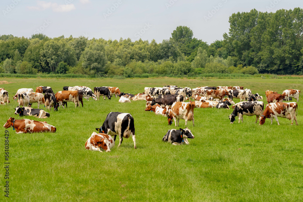 Fototapeta premium A group of black and white Dutch cow standing and nibbling fresh grass on green meadow, Typical polder landscape in Holland, Open farm with dairy cattle on the field in countryside farm, Netherlands.