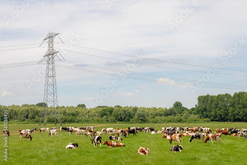 Fototapeta Naklejka Na Ścianę i Meble -  Electric high voltage pole on green meadow with blue sky background, Dutch countryside with flat and low land in summer, Transmission line pylon lattice tower with cows on the field, Netherlands.
