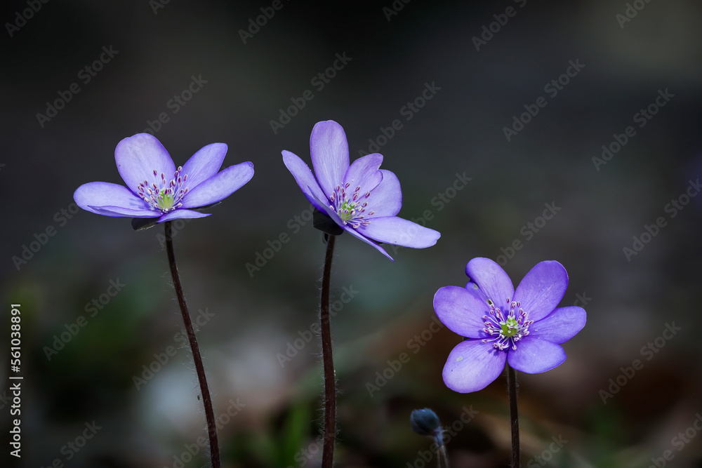Blaue Anemone - Leberblümchen
