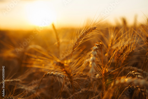 Sunset wheat golden field in the evening. Harvesting. Agro business.