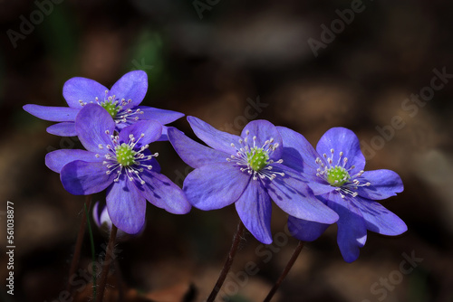 Blaue Anemone - Leberbl  mchen 