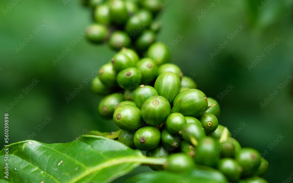 Fresh coffee beans on tree. Green coffee bean on a coffee tree. Growing coffee on tree branch