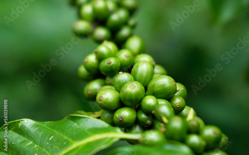 Obraz na płótnie Fresh coffee beans on tree. Green coffee bean on a coffee tree. Growing coffee on tree branch w salonie