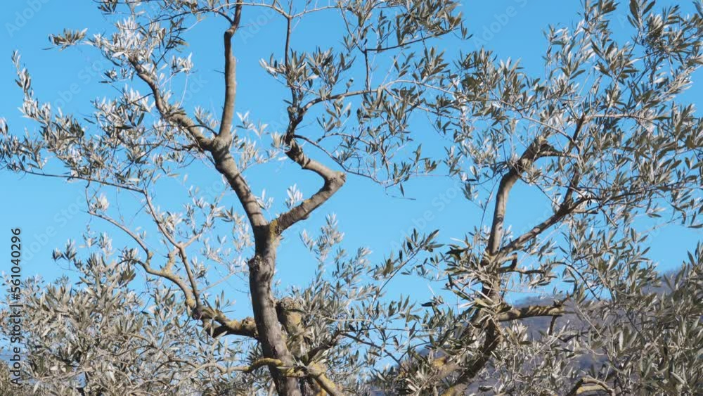 Cut branches under the olive trees, working process on agriculture plantation in spring or autumn time, pruning olive trees branches for better growing and cultivation on groves Cut branches under the olive trees, working process on agriculture plantation in spring or autumn time, pruning olive trees branches for better growing and cultivation on groves