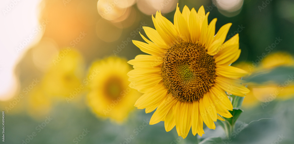 Fototapeta premium Beautiful blooming sunflower close up.