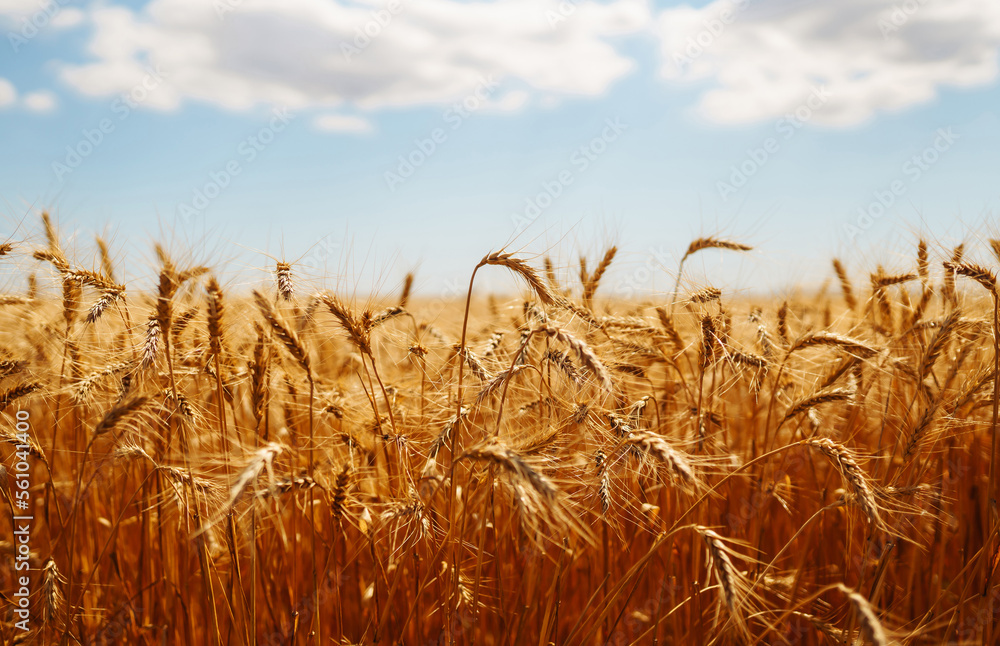 Wheat golden field. Summer background of ripening ears of landscape. Harvesting. Agro business. Wheat golden field. Summer background of ripening ears of landscape. Harvesting. Agro business.