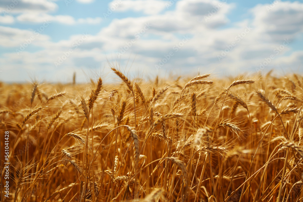Fototapeta premium Wheat golden field. Summer background of ripening ears of landscape. Harvesting. Agro business.