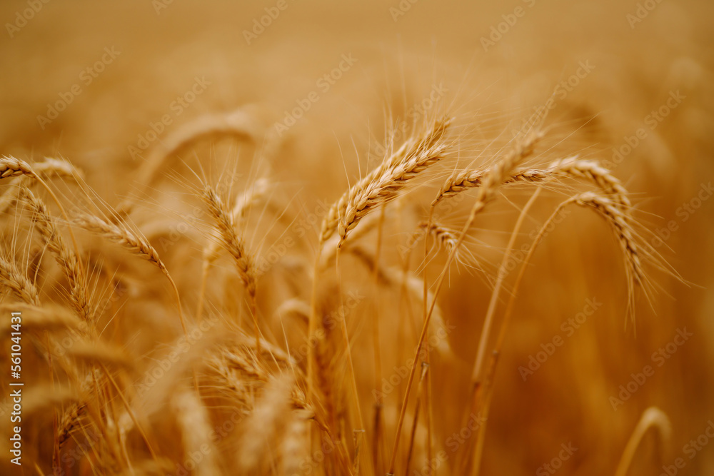 Wheat golden field. Summer background of ripening ears of landscape. Harvesting. Agro business.