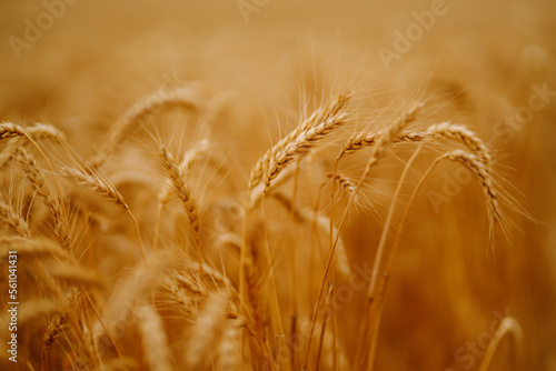 Wheat golden field. Summer background of ripening ears of landscape. Harvesting. Agro business.