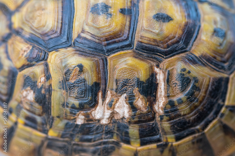 Pattern on Moorish tortoise shell Pattern on Moorish tortoise shell
