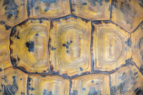 Pattern on Moorish tortoise shell photo
