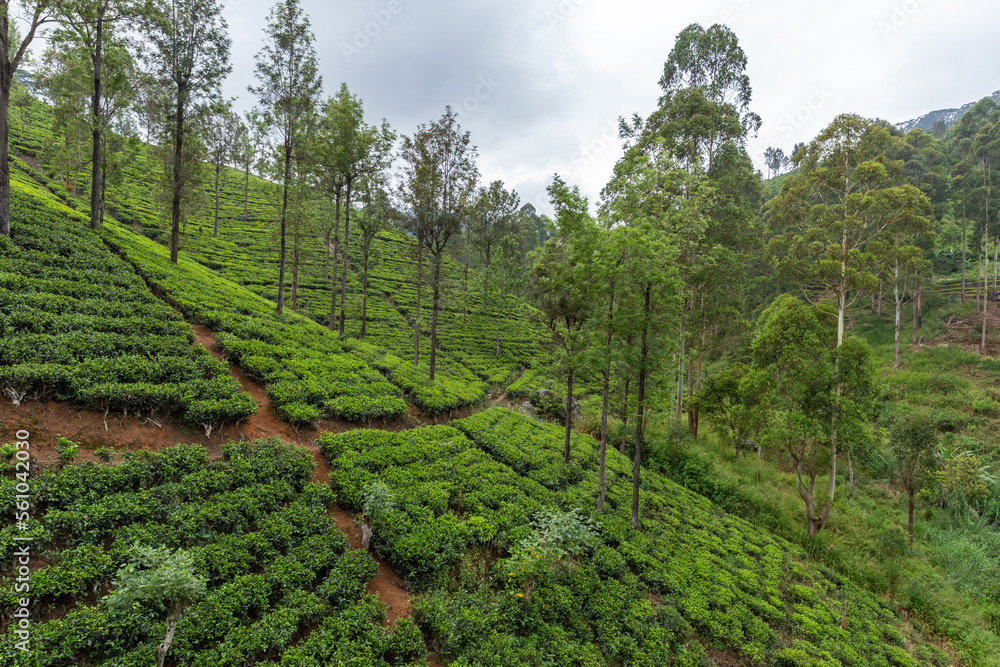 Tea plantation valley of Sri Lanka. Cool, misty climate makes for excellent growing conditions for famous Ceylon tea.