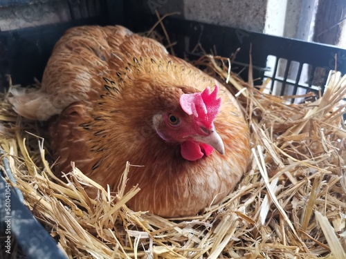 A cute hen who are Incubating their eggs to hatch 