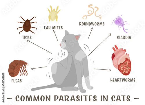 Common external and internal parasites in cats.