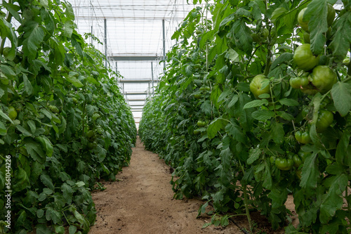 Tomato plant ripening in a greenhouse in Nijar in Andalucia, Spain.