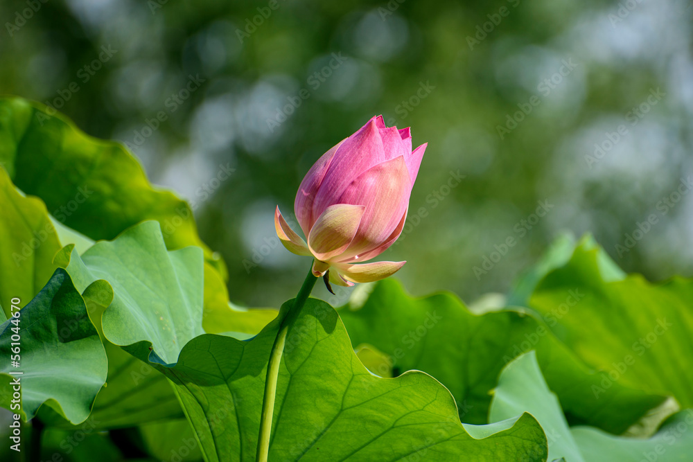 lotus flower in the garden