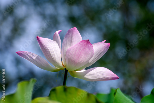 pink lotus in the garden