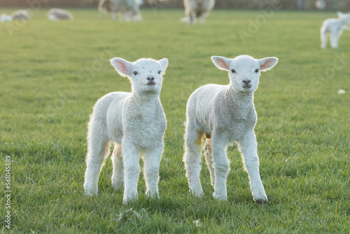twin lambs