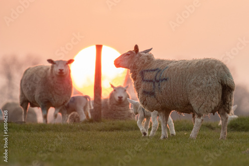 lambs in the sunset