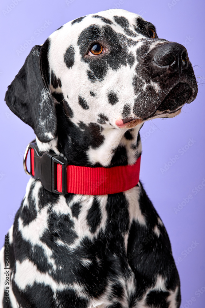 close-up Side view of young Dalmatian puppy sitting, looking up at owner, isolated on purple violet studio background. Copy space. adorable domestic animal want to play. headshot close-up Side view of young Dalmatian puppy sitting, looking up at owner, isolated on purple violet studio background. Copy space. adorable domestic animal want to play. headshot