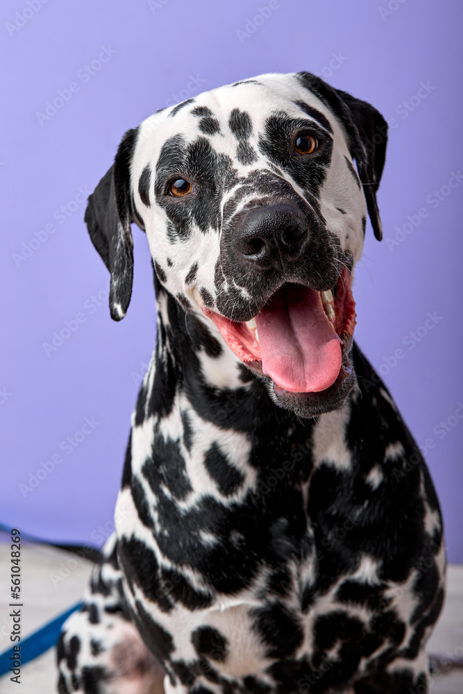 beautiful dalmatian with black spots sit looking with funny curious expression isolated over purple studio background. copy space