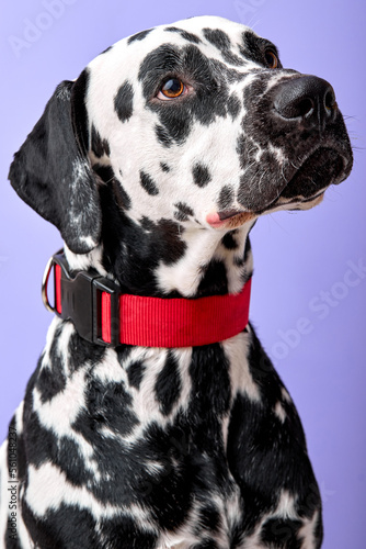 close-up Side view of young Dalmatian puppy sitting, looking up at owner, isolated on purple violet studio background. Copy space. adorable domestic animal want to play. headshot © Roman