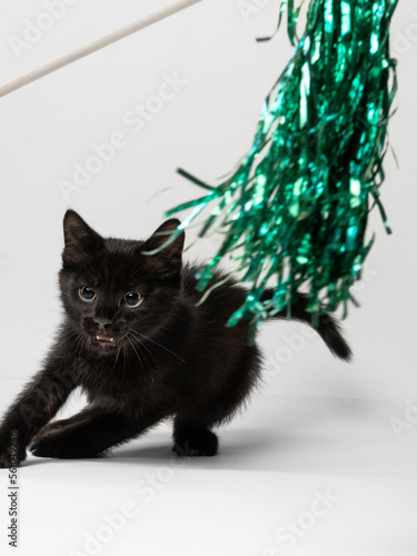 A black kitten plays on a white background