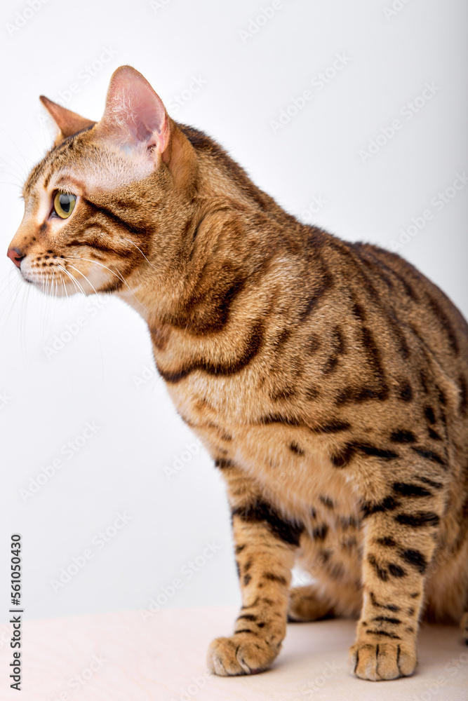 close-up of Bengal kitten, 5 months old, in front of white background with copy space, domestic cat looking at side, looking for mouse, pets, animals concept
