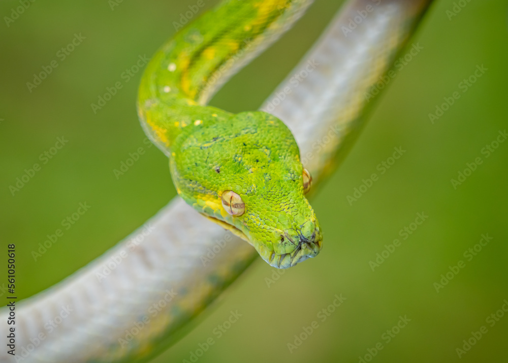 close up of a green snake close up of a green snake