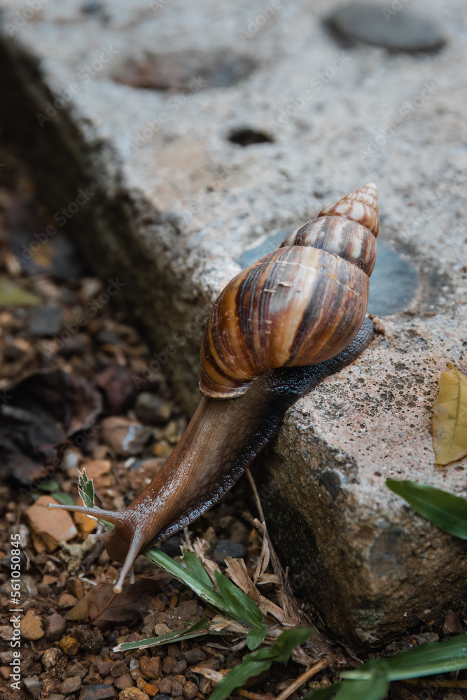 Giant African Snail (Achatina achatina) slowly crawling off the concrete step in Pai, Northern Thailand Giant African Snail (Achatina achatina) slowly crawling off the concrete step in Pai, Northern Thailand