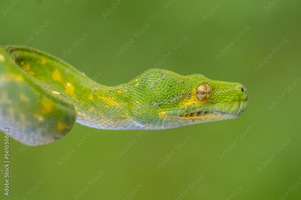 Obraz premium green snake on a branch