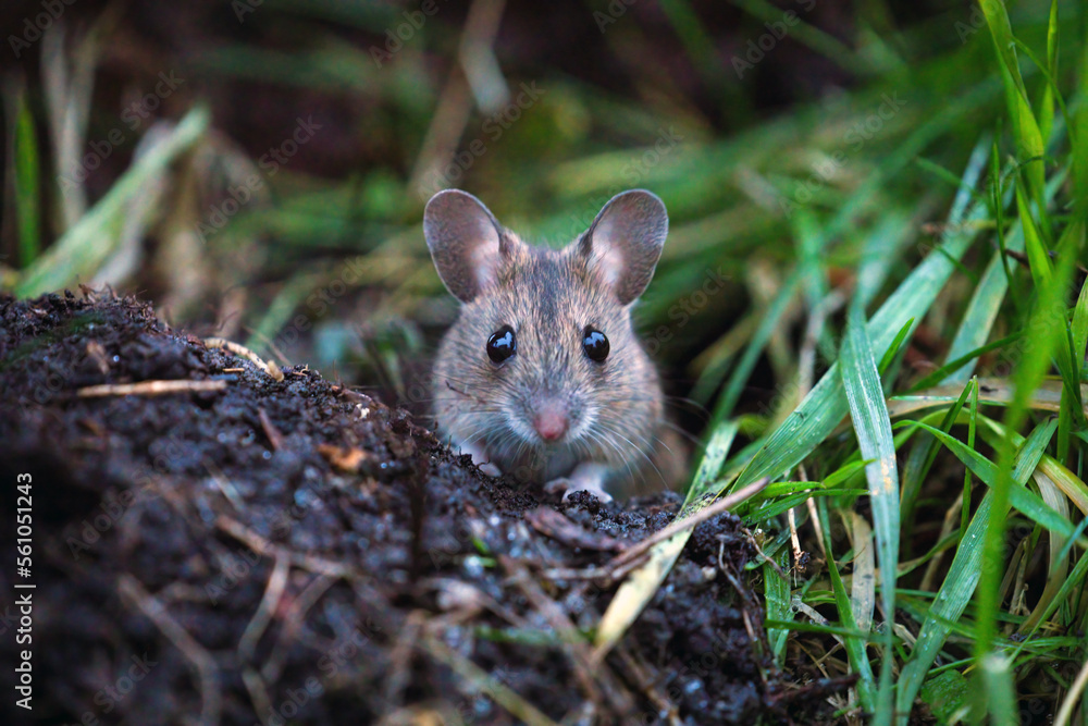 a portrait from a yellow necked mouse, apodemus flavicollis, in the garden on the floor at a winter morning a portrait from a yellow necked mouse, apodemus flavicollis, in the garden on the floor at a winter morning