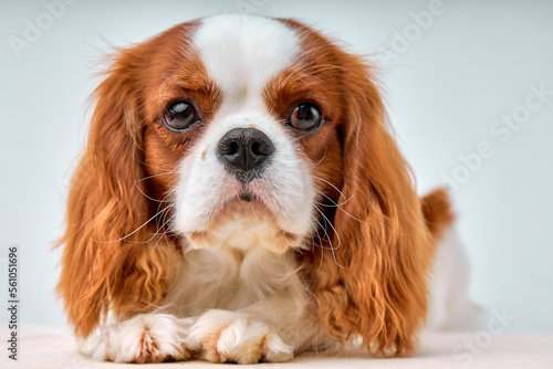 adorable Cavalier King Charles Spaniel posing, 1 year old, isolated on white background, obedient pacified pet dog with red fur wool alone, indoor shot close-up portrait, copy space