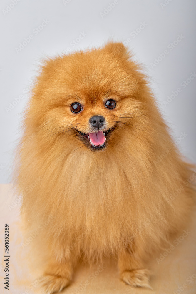 Portrait of beautiful cute brown red Pomeranian Spitz dog, happy positive cheerful puppy posing at camera on white studio background. Lovely pet, small playful smiling adorable doggy Portrait of beautiful cute brown red Pomeranian Spitz dog, happy positive cheerful puppy posing at camera on white studio background. Lovely pet, small playful smiling adorable doggy