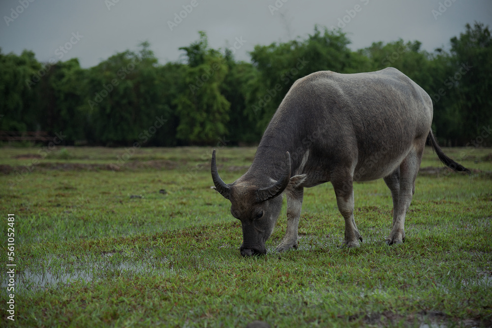 Buffalo eating hay. Buffalo eating hay.
